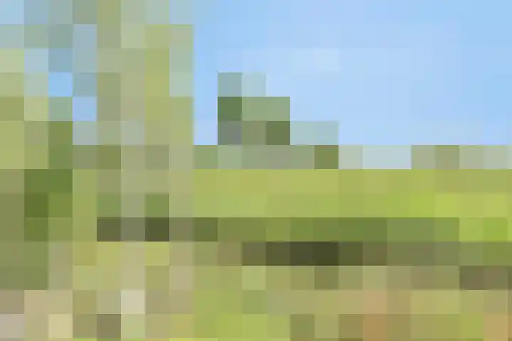 Meerkoet 9 Piershil thumbnail 29