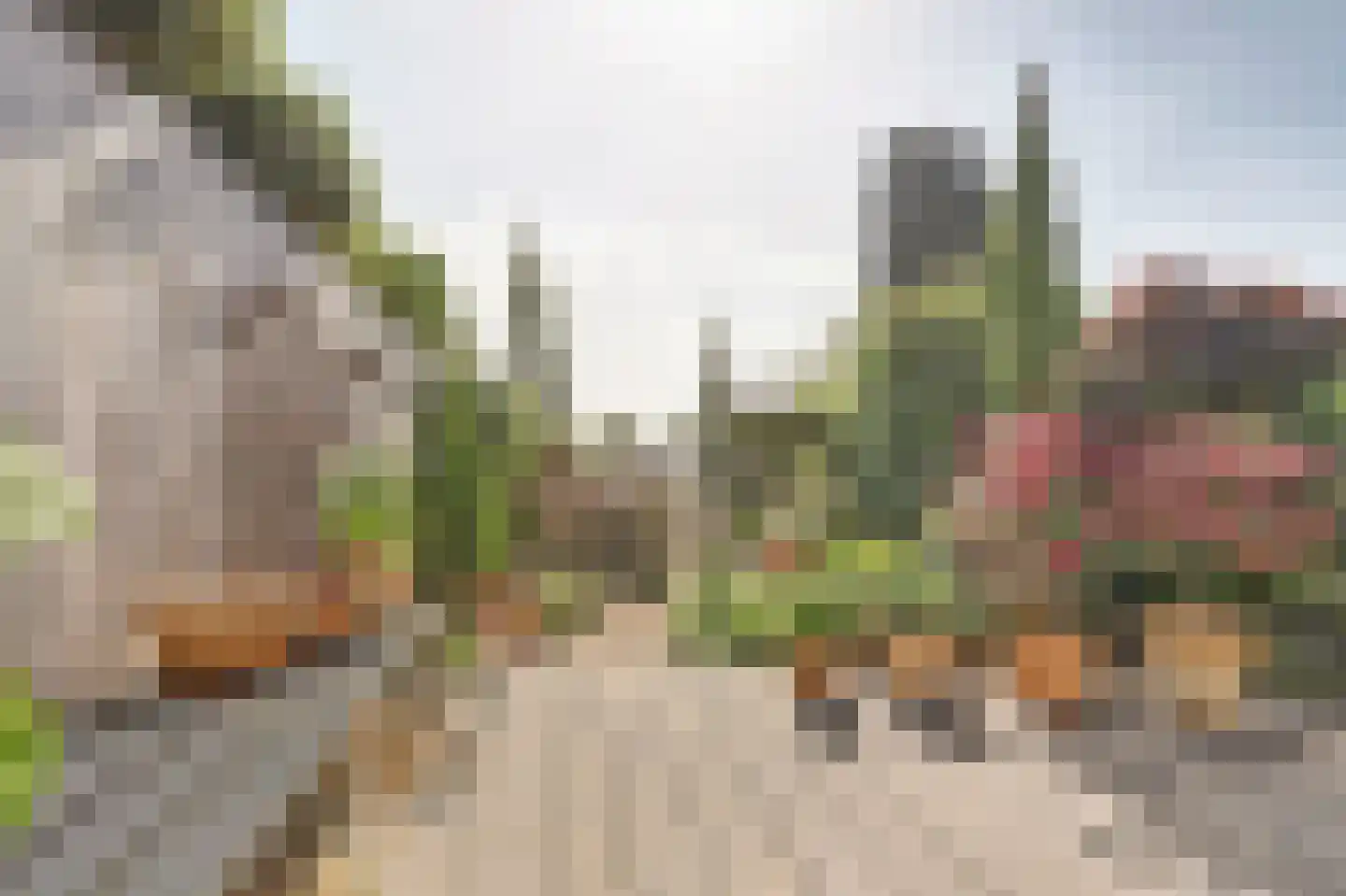 Meerkoet 98 Harmelen thumbnail 21