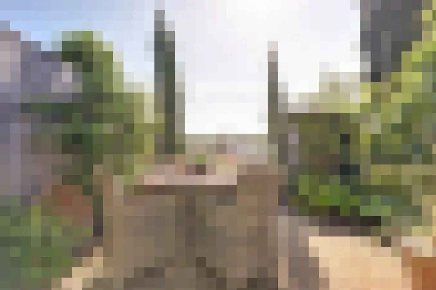 Meerkoet 98 Harmelen thumbnail 22