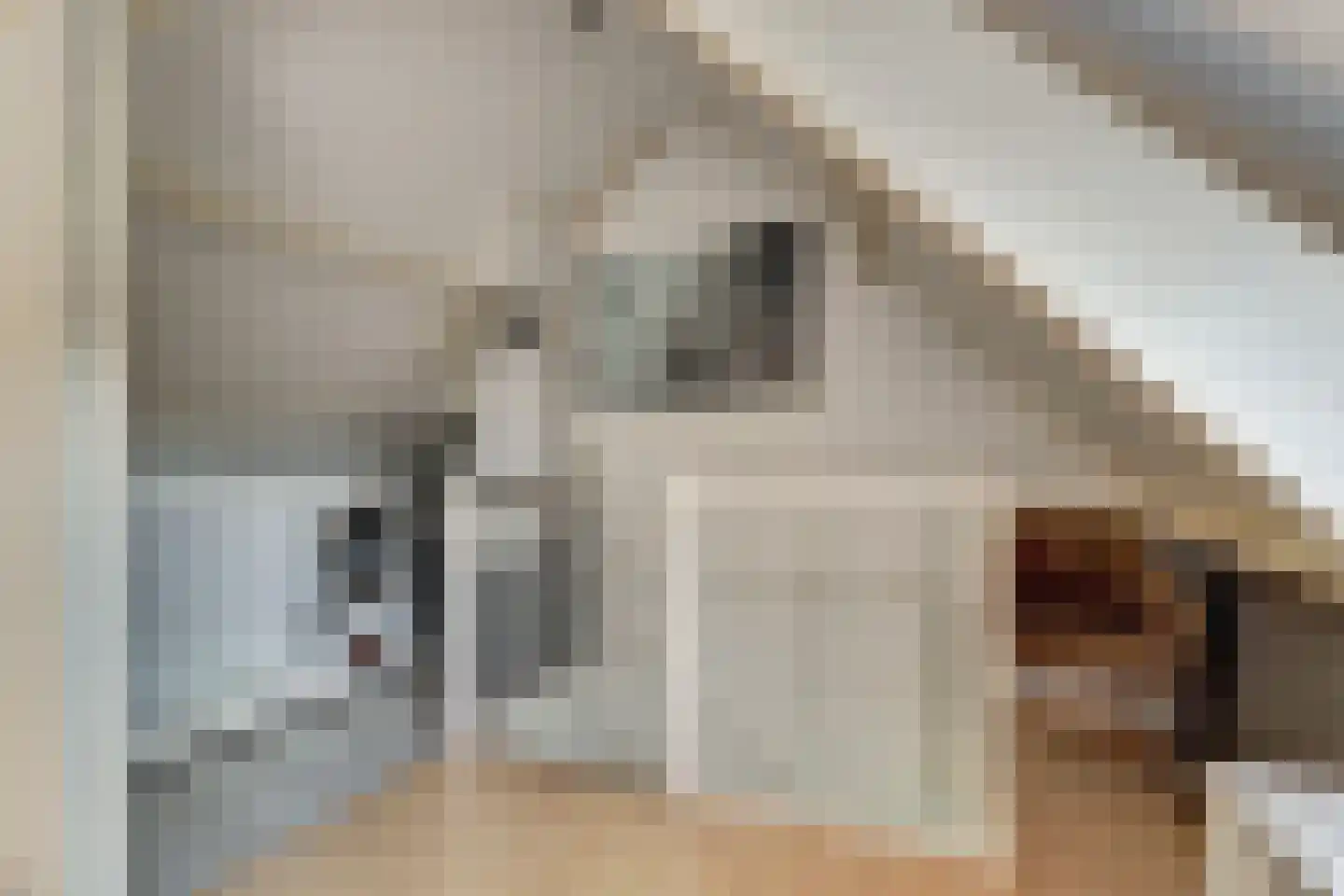 Meerkoet 98 Harmelen thumbnail 39