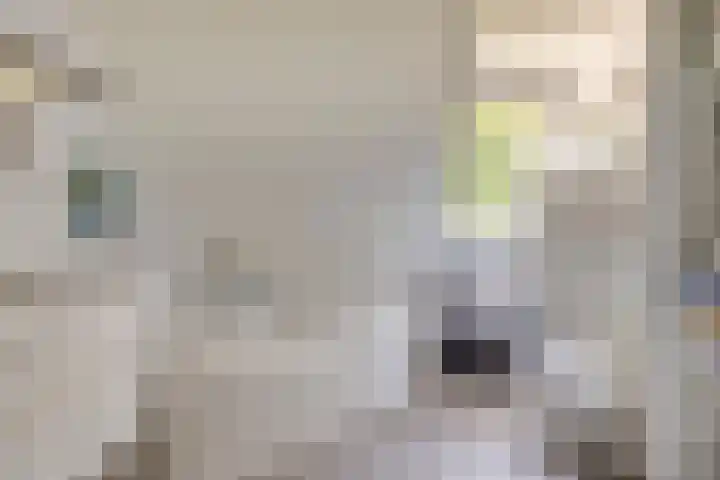 Meerkoethof 9 Dongen thumbnail 29