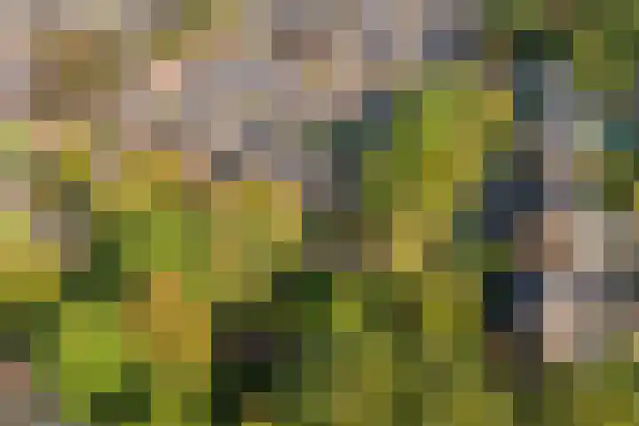 Meerkoetlaan 91 Beuningen Gld thumbnail 37
