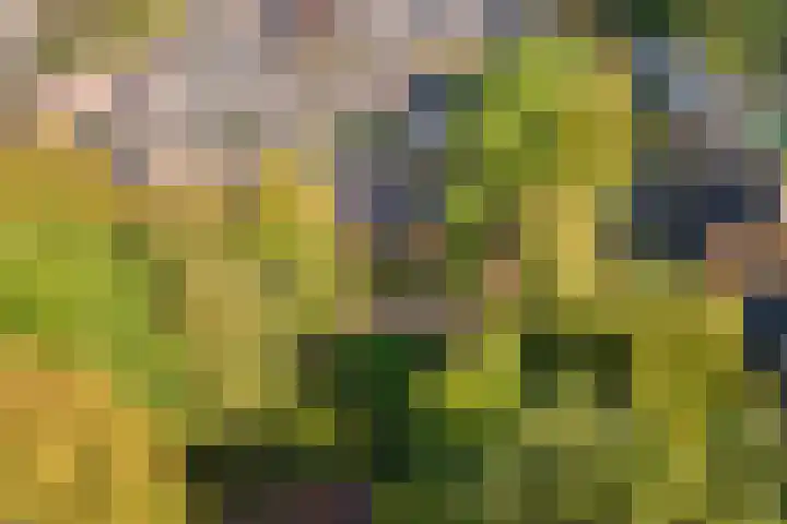 Meerkoetlaan 91 Beuningen Gld thumbnail 38