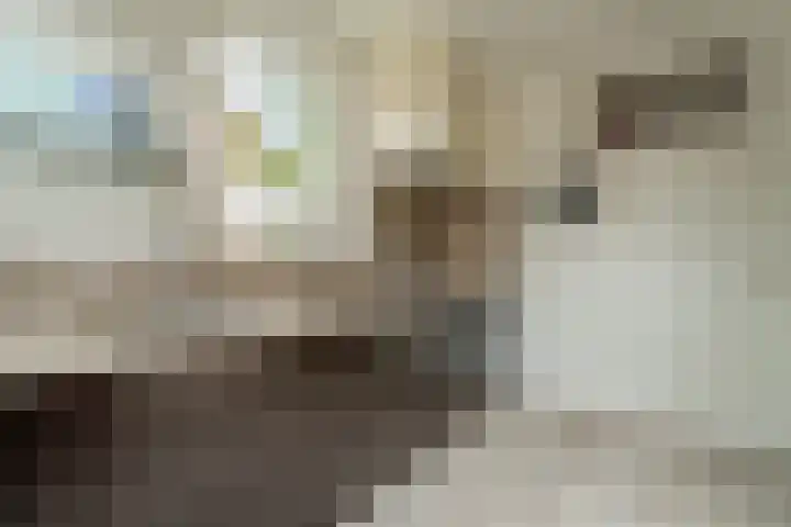 Meerkoetmeen 24 Harderwijk thumbnail 20
