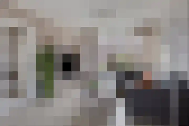 Meerkoetstraat 24 Capelle aan den IJssel thumbnail 14