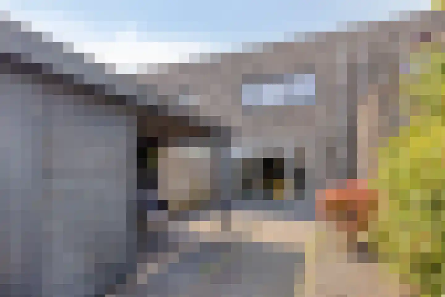 Meerkoetstraat 78 Duiven thumbnail 28
