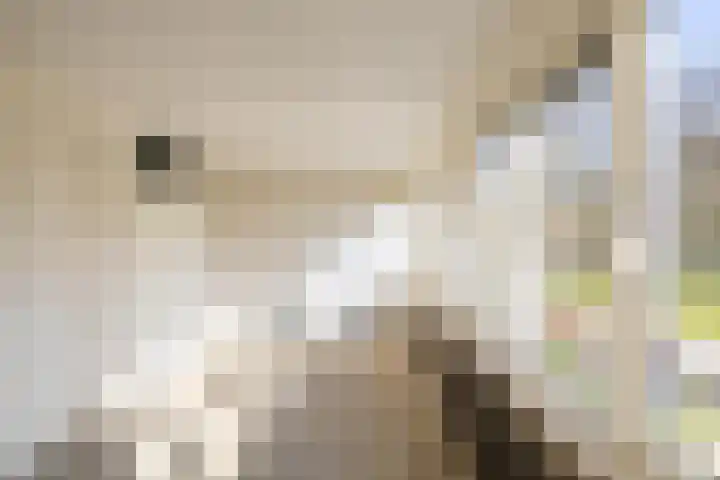 Meerpaal 225 Groningen thumbnail 17