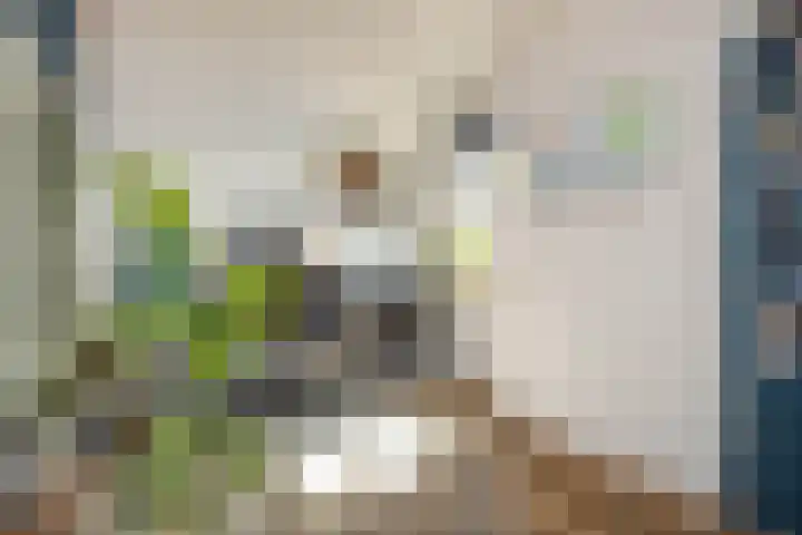 Meerser Koestraat 11 Stein thumbnail 29