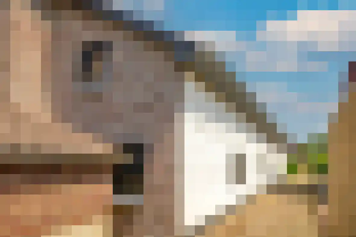 Meerser Koestraat 21 Stein thumbnail 44