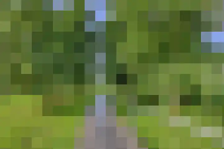 Meersingel 41 Pijnacker thumbnail 35