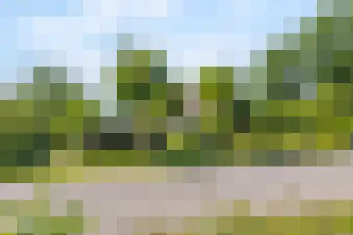 Meerstraat 41 Heeswijk-Dinther thumbnail 9