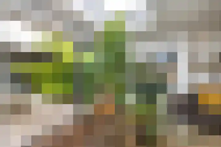 Meerum Terwogtlaan 259 Rotterdam thumbnail 9
