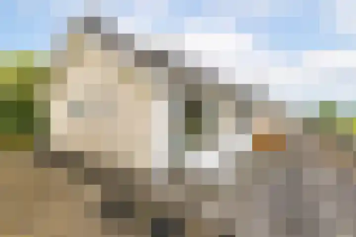 Meerum Terwogtlaan 267 Rotterdam thumbnail 51