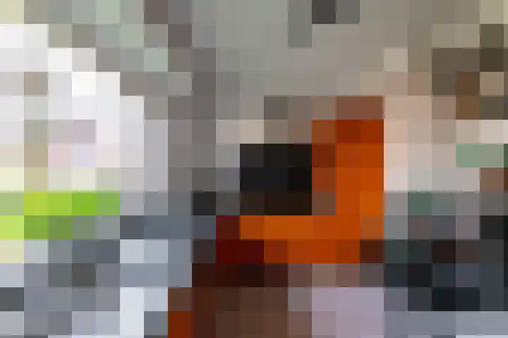 Meerval 10 Assen thumbnail 18