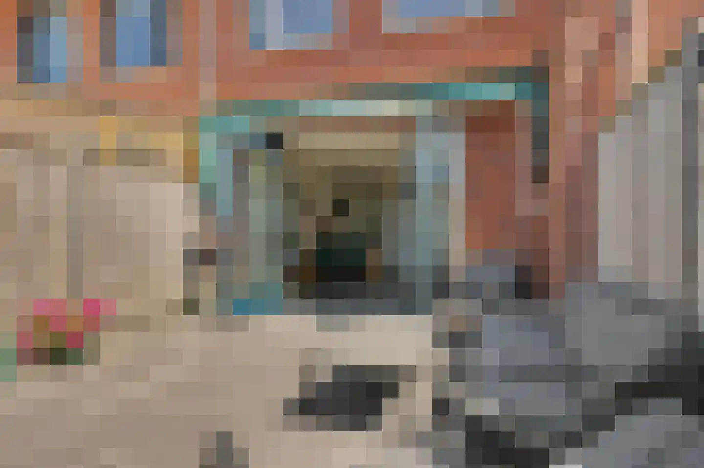 Meerval 101 Schagen thumbnail 20