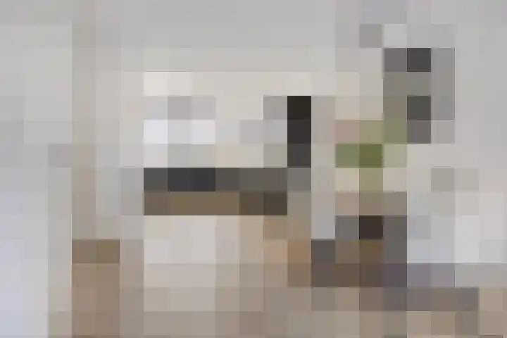Meerval 12 Waddinxveen thumbnail 4