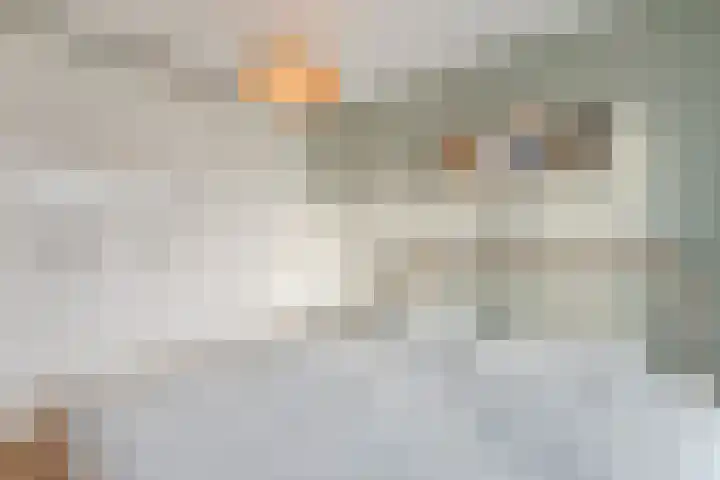 Meerval 17 Amersfoort thumbnail 12