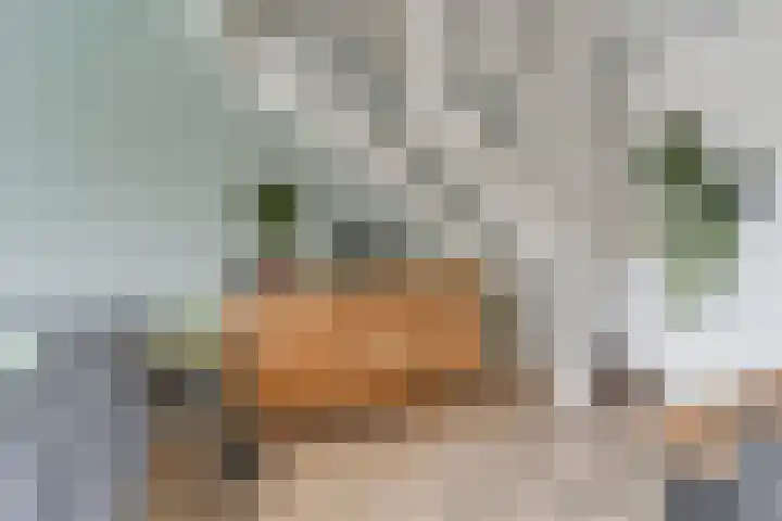 Meerval 25 Waddinxveen thumbnail 12