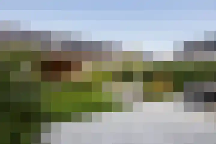 Meerval 28 Waddinxveen thumbnail 4