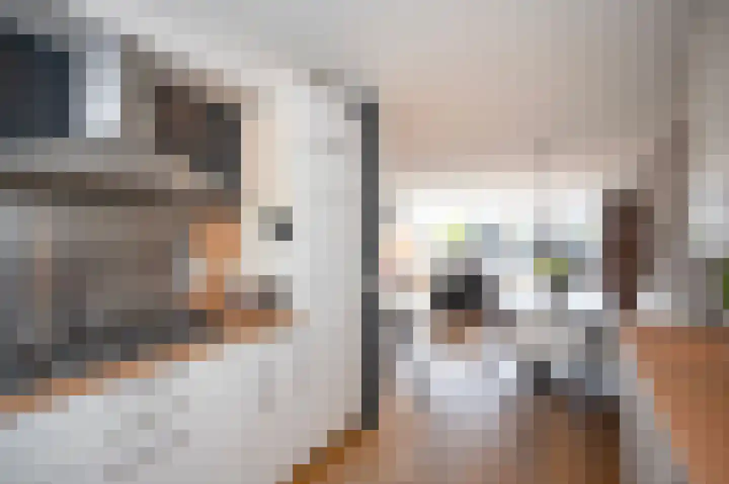 Meerval 33 Bodegraven thumbnail 13