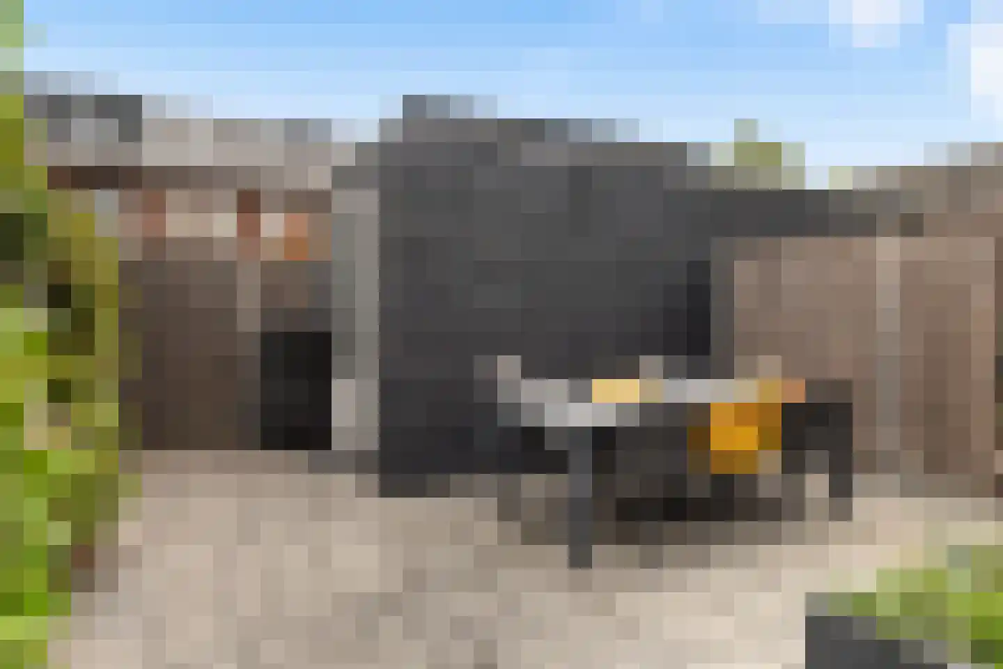 Meerval 39 Hendrik-Ido-Ambacht thumbnail 14