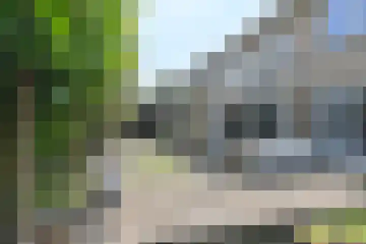 Meerval 4 Hoogeveen thumbnail 82