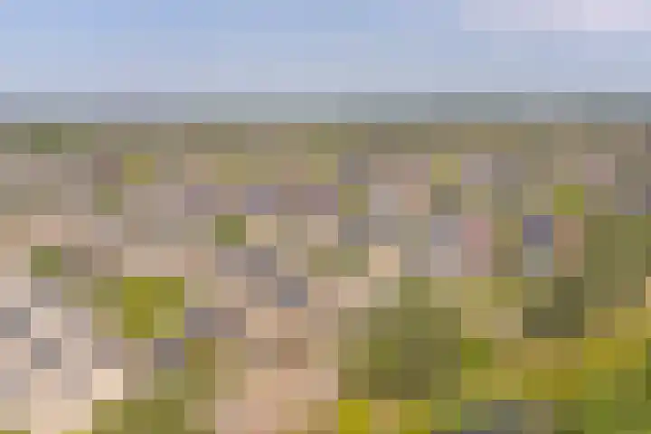 Meerval 4 Hoogeveen thumbnail 96