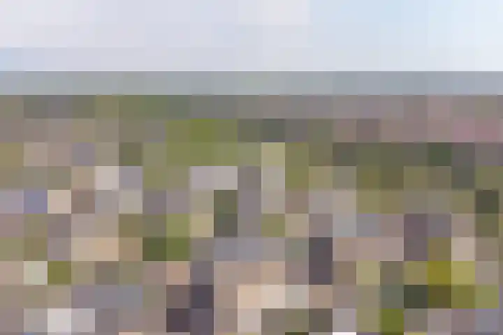 Meerval 4 Hoogeveen thumbnail 97