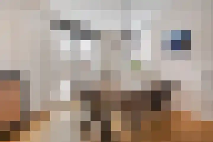 Meerval 47 Oss thumbnail 16