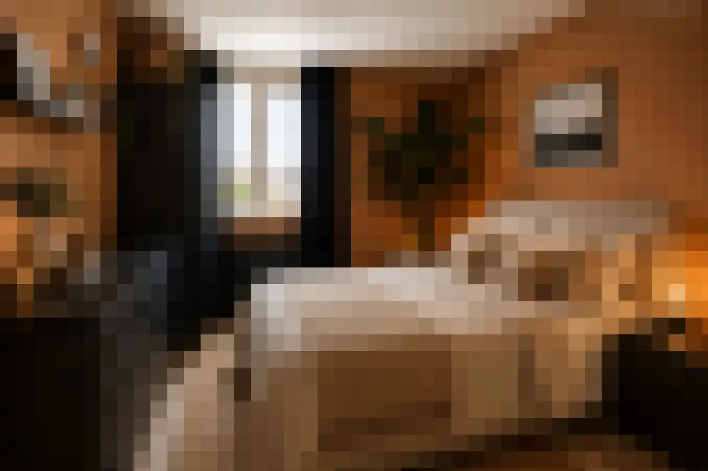 Meerval 49 Oss thumbnail 21