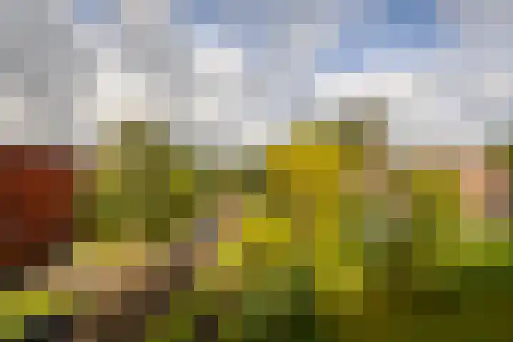 Meerval 56 Amersfoort thumbnail 14