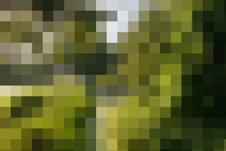 Meerval 56 Amersfoort thumbnail 32