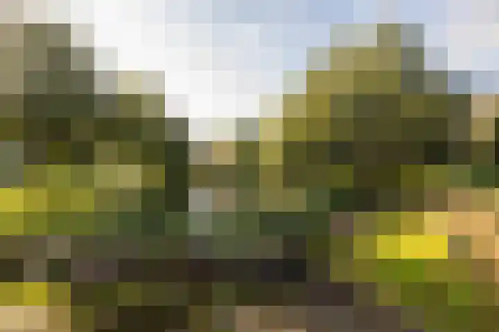 Meerval 56 Amersfoort thumbnail 33
