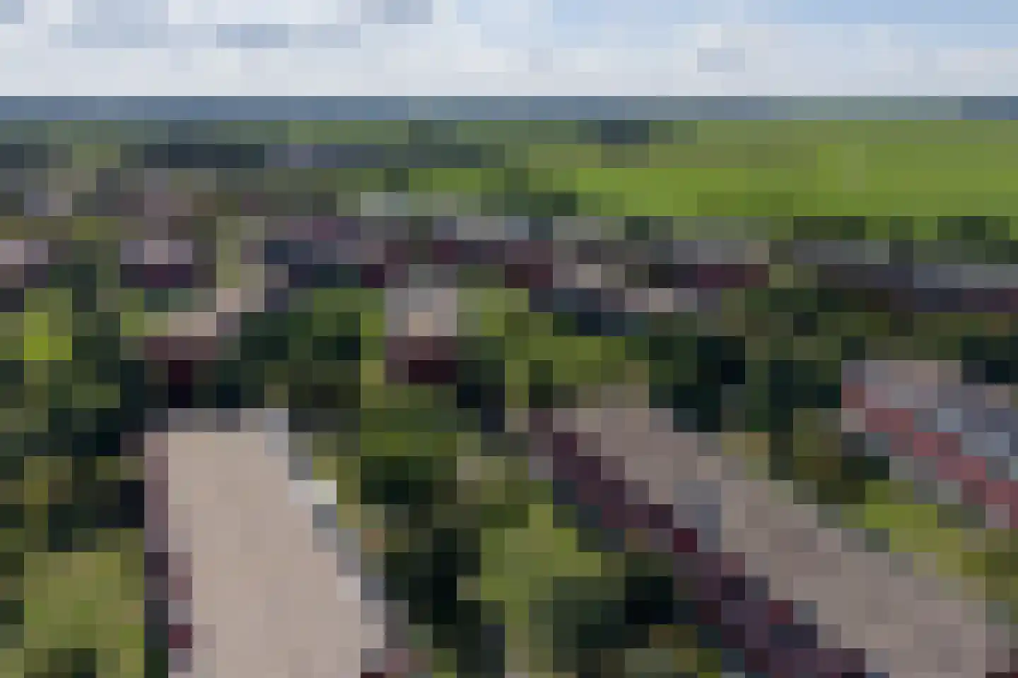 Meerval 90 Amersfoort thumbnail 49
