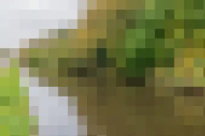 Meerweg 52 Bennebroek thumbnail 35
