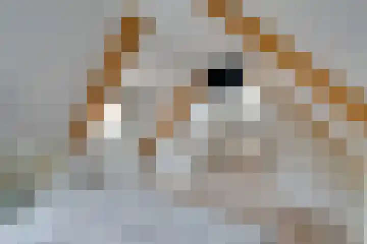 Meerzijde 11 Volendam thumbnail 36