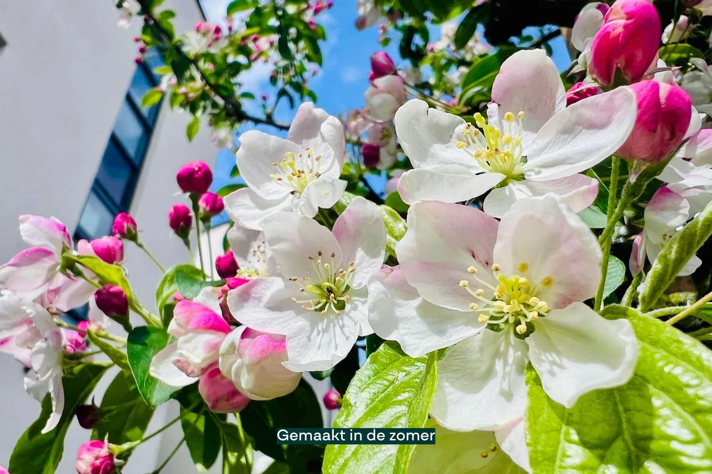 Meesberg 11 Roosendaal thumbnail 45