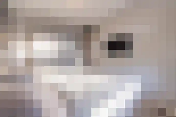 Meeslaan 2 08 Tiel thumbnail 32