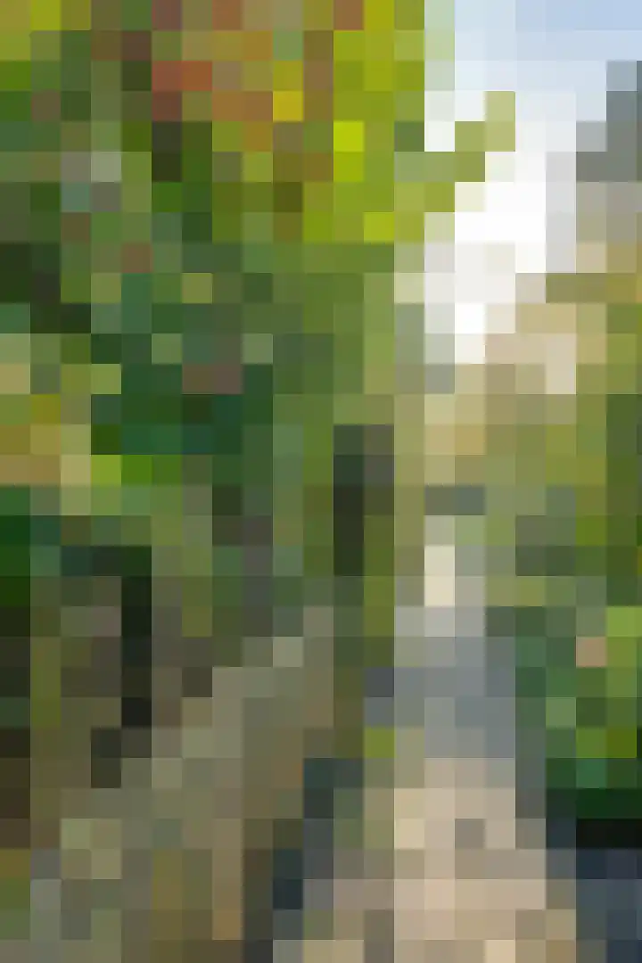 Meester Bierensweg 50 Prinsenbeek thumbnail 44