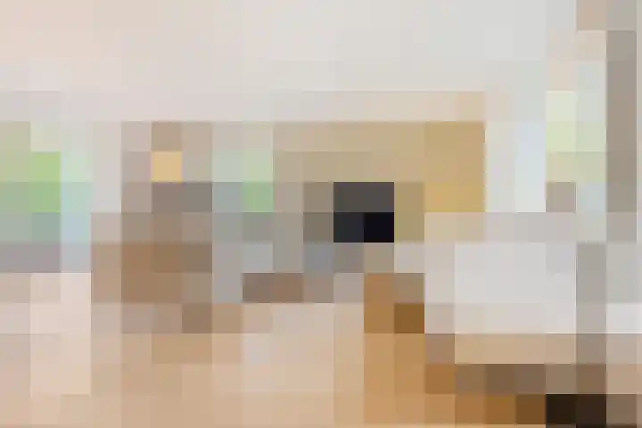 Meester Bierkuslaan 13 's-Hertogenbosch thumbnail 6