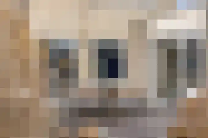 Meester de Groetlaan 3 's-Hertogenbosch thumbnail 36