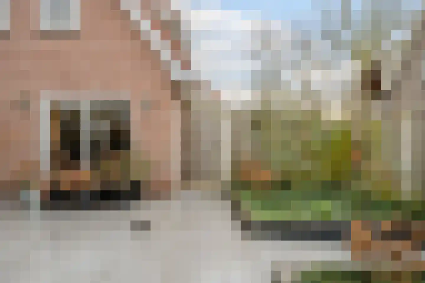 Meester Geensenweg 8 Petten thumbnail 62