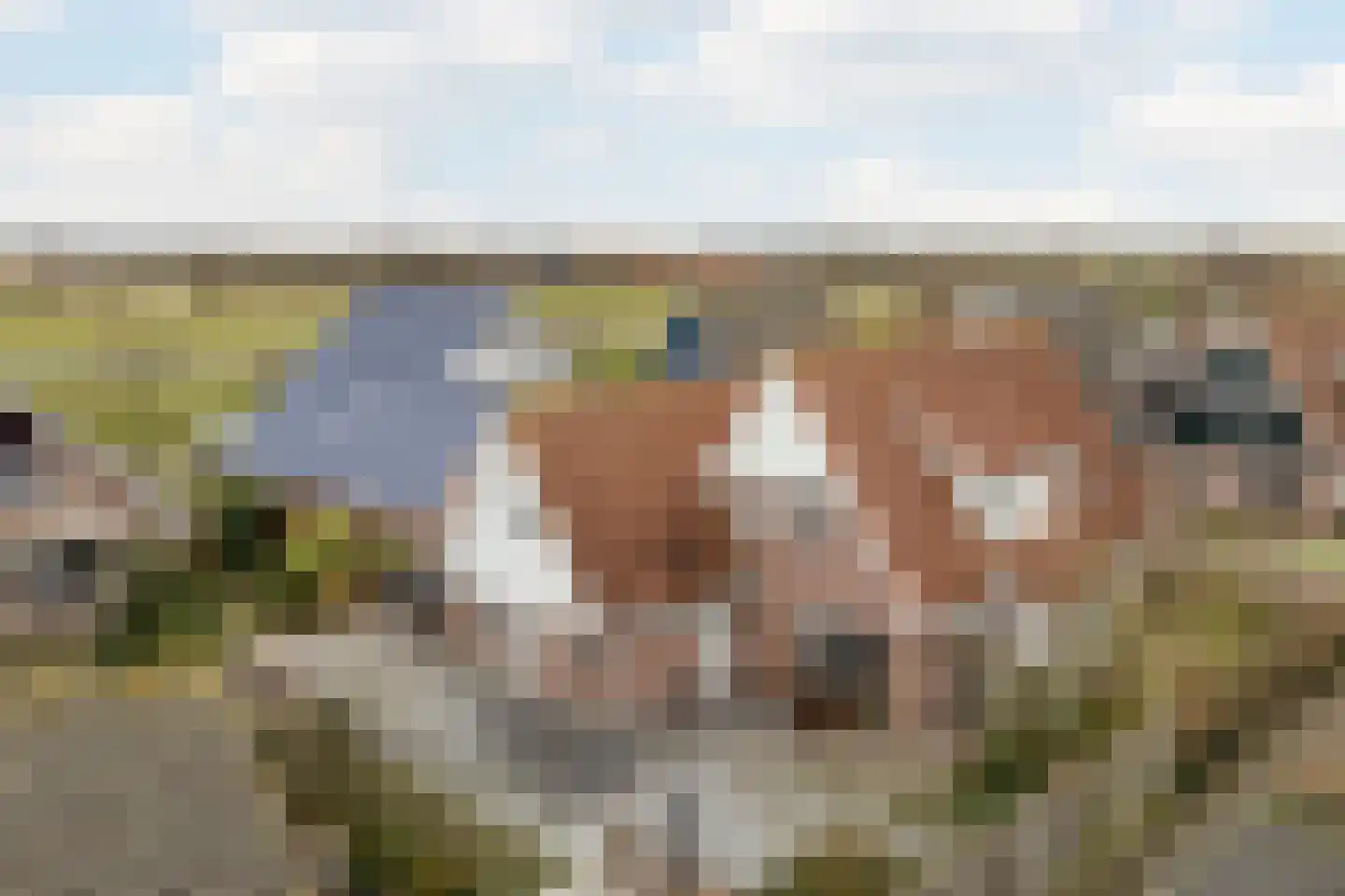 Meester Geensenweg 8 Petten thumbnail 72