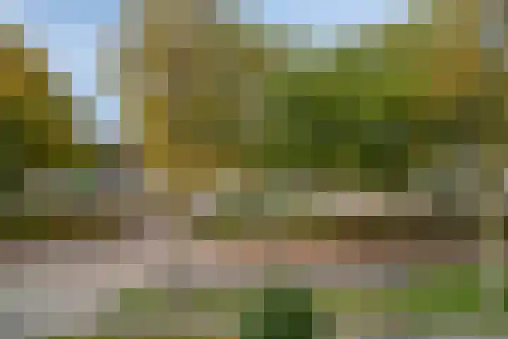 Meester Hertsigstraat 48 De Rips thumbnail 40