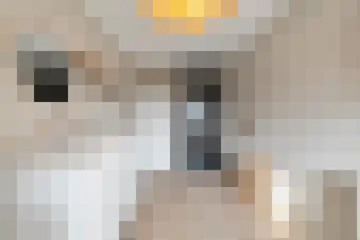 Meester J. Henderikxstraat 74 Julianadorp thumbnail 22
