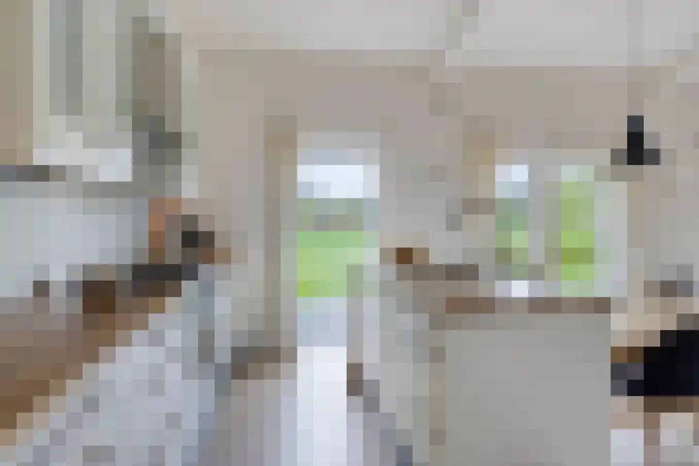 Meester Lokstraat 46 Ravenswoud thumbnail 18