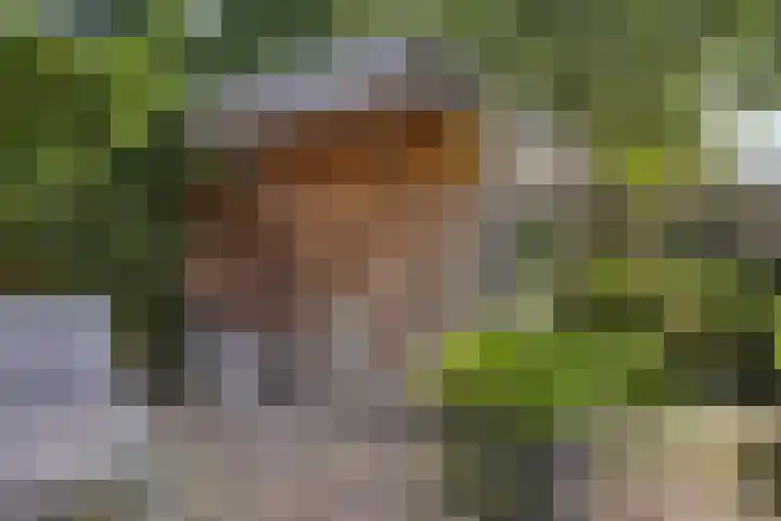 Meester Piparduslaan 13 's-Hertogenbosch thumbnail 35