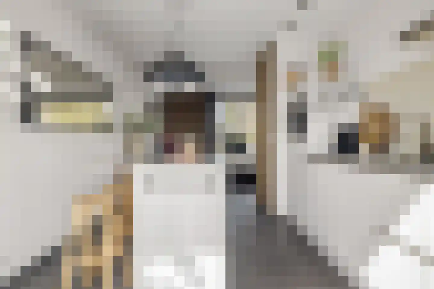 Meester Rijkenstraat 37 Veldhoven thumbnail 20