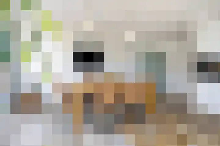 Meester Spoermekerlaan 15 's-Hertogenbosch thumbnail 9