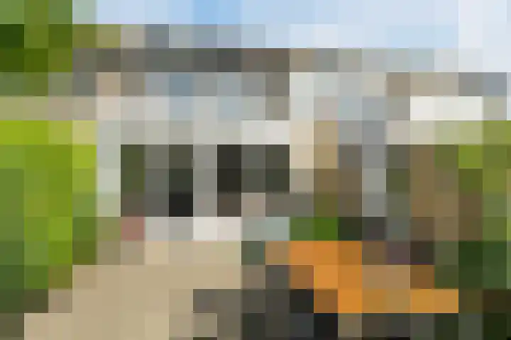 Meester van Boemellaan 10 's-Hertogenbosch thumbnail 39